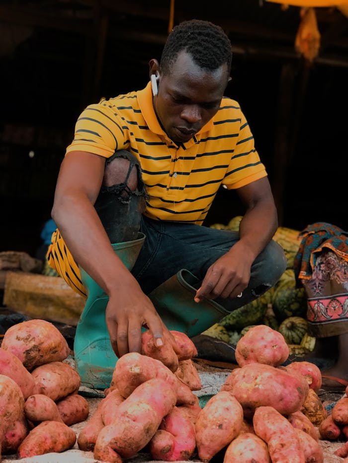 A vendor in a striped shirt arranges sweet potatoes for sale at an outdoor market.