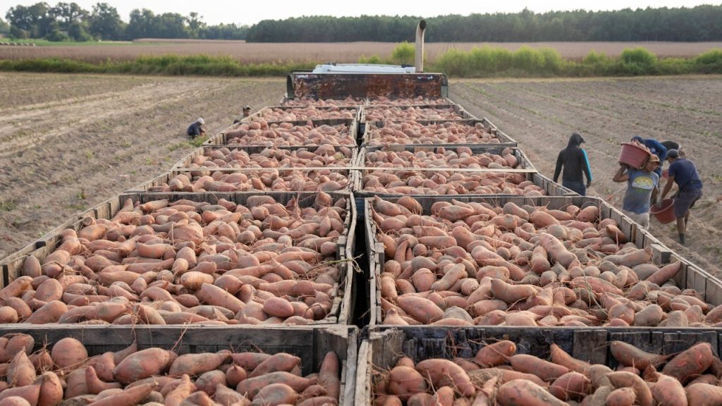 Large truck brimming with freshly harvested sweet potatoes in NC farm fields with workers.